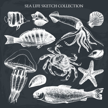 Vector collection of sea life illustrations. Hand drawn sea animals sketch. Vintage sea life elements set - mussels, fish, crab, starfish, squid, jellyfish, shellfish. 