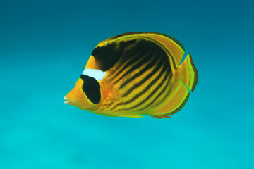 Diagonal butterflyfish 