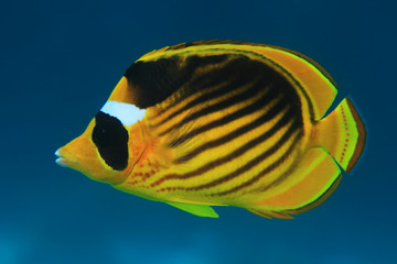 Naklejka premium Diagonal butterflyfish 