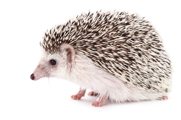 African hedgehog