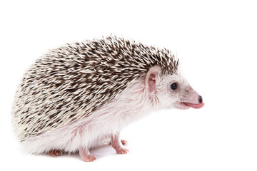 African hedgehog