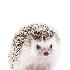African hedgehog