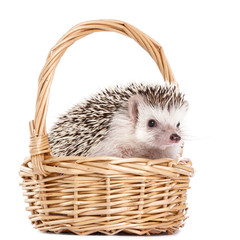 African hedgehog in the basket