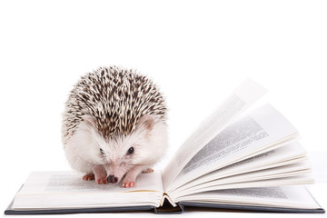 African hedgehog and book © blackday