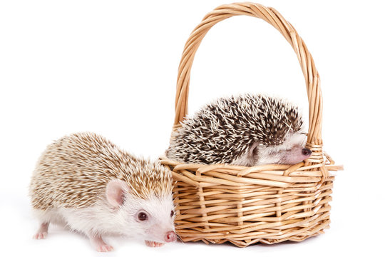 African hedgehog in the basket