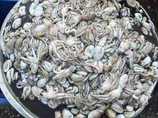 Squids raw fresh in market thai