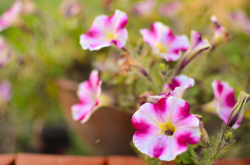 Fototapeta na wymiar Petunia flowers bloom in the garden