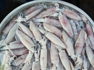 Squids raw fresh in market thai