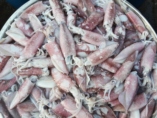 Squids raw fresh in market thai
