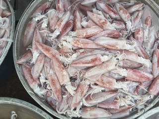 Squids raw fresh in market thai