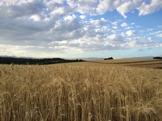 Campo