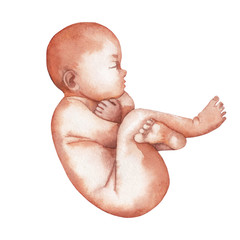 Watercolor isolated fetus