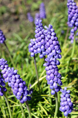 Muscari flowers