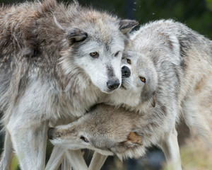 Fototapeta premium Three wolves cuddling together outside Yellowstone National Park, Wyoming