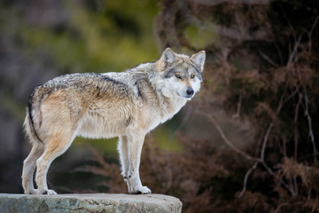 Mexicaanse grijze wolf (Canis lupus) staande op rotsachtige richel