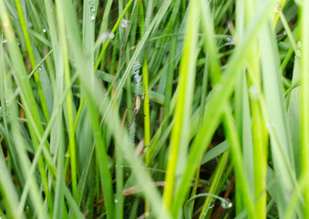 winzige junge Wespenspinne versteckt im Gras