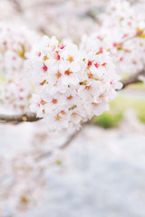 美甘宿場桜 -旧出雲街道美甘宿の町裏の新庄川堤防に咲く桜並木-