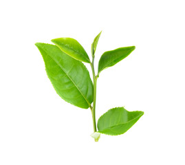 Tea leaf isolated on the white background