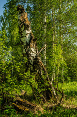 Naklejka na ściany i meble birch forest covered with green foliage .