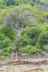 Giraffe in Kruger National park, South Africa