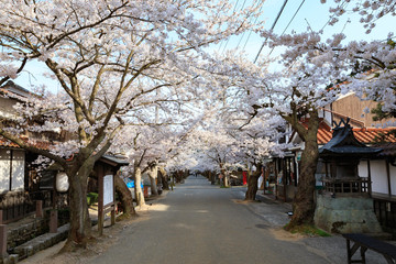 がいせん桜 -旧出雲街道宿場町の両側に植えられた132本の桜-
