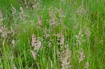 blühende Süssgräser