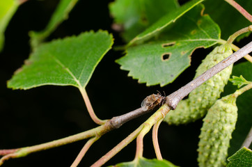 Wanzenpaarung in Birke
