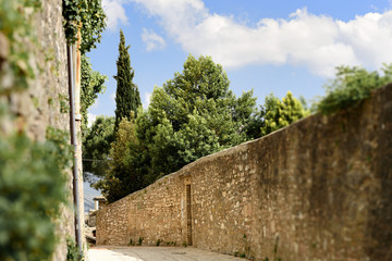 Plant public street in Spello