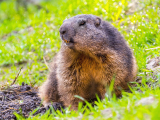 Alpine Marmot Guarding