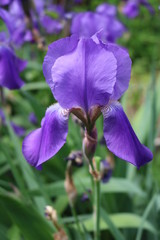 Iris ornamental perennial purple flower with stem leaves
