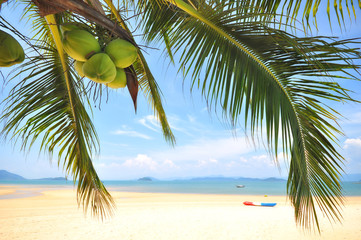 Coconut palm trees with coconuts on tropical beach background at Phayam island in Ranong province, Thailand. Happy summer holiday concept