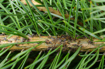 Baumläuse mit Ameisen in Nadelbaum