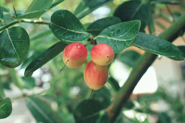 Miracle fruit