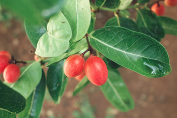 Miracle fruit
