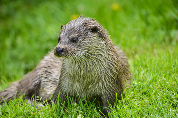 Otters on riverbank in lush green grass of Summer in sunlight