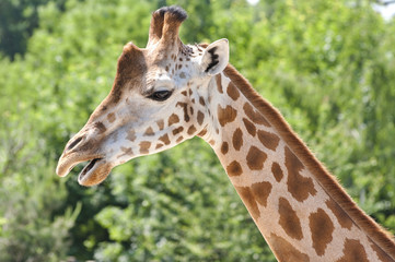 Giraffe in nature