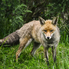 Stunning male fox in long lush green grass of Summer field
