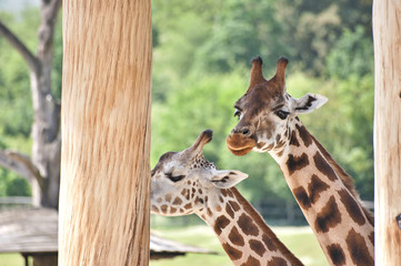 Giraffe in nature