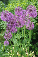 Onion Allium flowering ornamental edible medicinal plant
