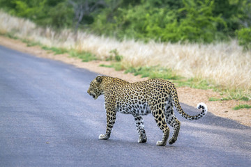 Leopard in Kruger National park, South Africa