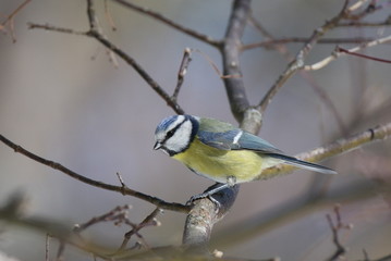 Mésange bleue sur sa branche.