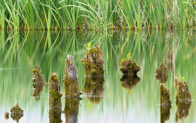 lake green reflection with stilts and grass
