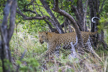 Leopard in Kruger National park, South Africa
