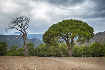 Fototapeta na wymiar Cirali view with pines