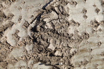 The texture of the old tree