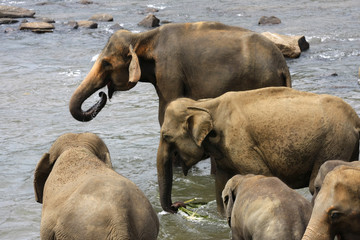 eine Herde Elefanten in Indien
