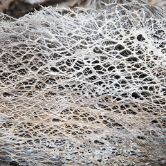Skeleton Opuntia cactus, sun-dried © elenarostunova