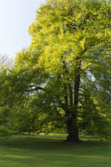 Fototapeta na wymiar hornbeam tree with bright green leaves sunlit