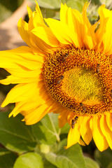 bees and sunflower