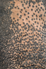 Close up elephant's trunk skin background